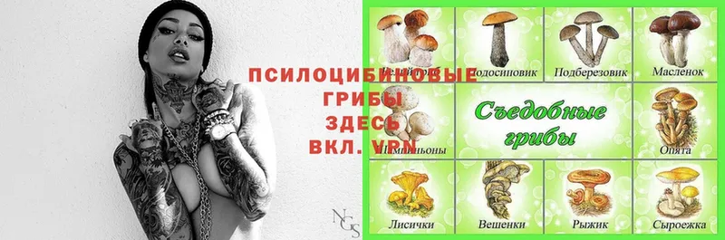 как найти   Кисловодск  Галлюциногенные грибы Magic Shrooms 